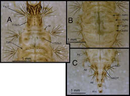 Image of Chrysopodes (Chrysopodes) fumosus C. Tauber et al. 2012