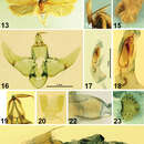 Plancia ëd <i>Lecithocera dondavisi</i> Park, Heppner & Bae 2013