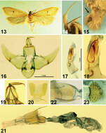 Plancia ëd <i>Lecithocera dondavisi</i> Park, Heppner & Bae 2013