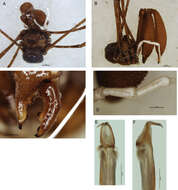 Image of Monoscutidae