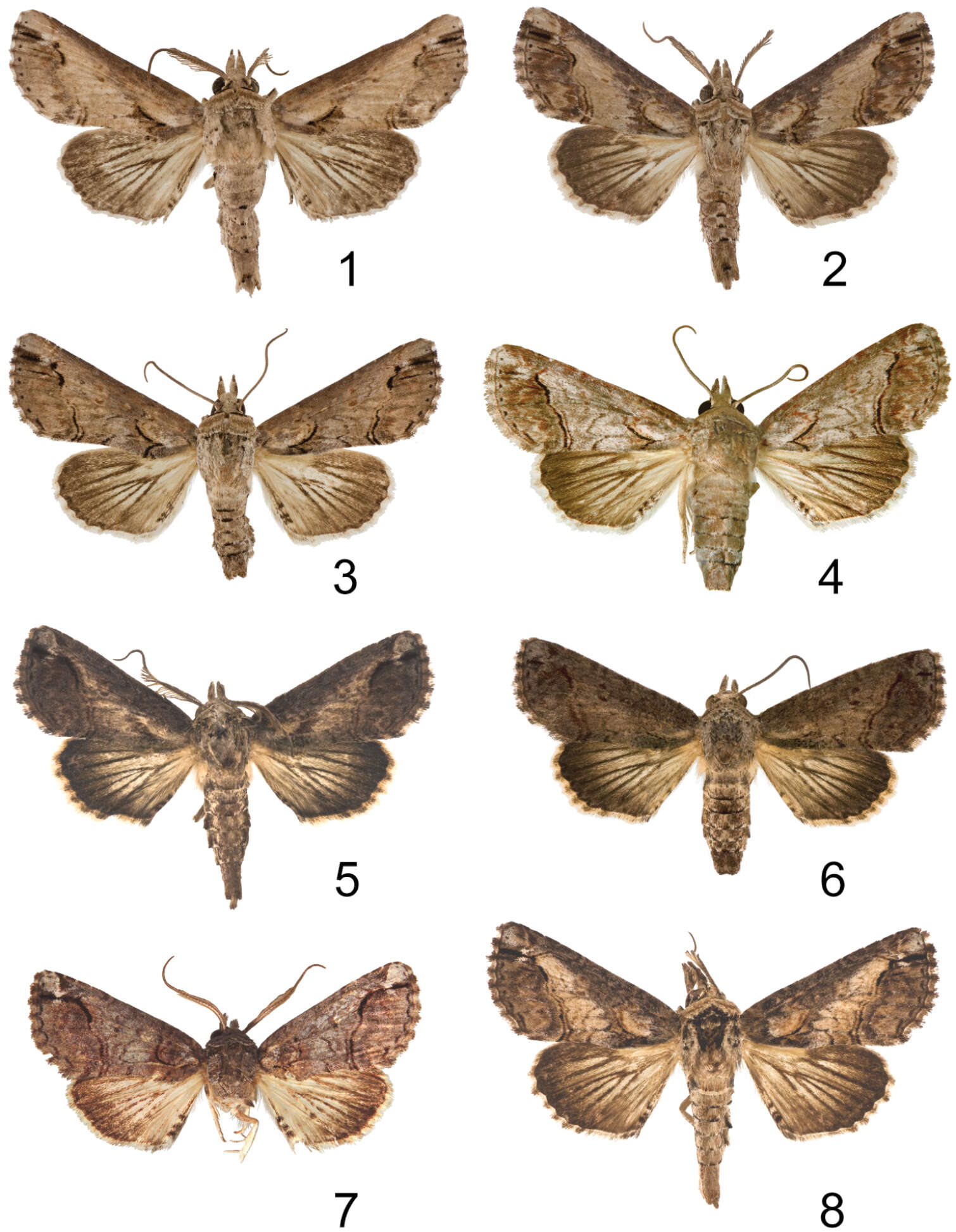 Paectes longiformis Pogue 2012的圖片