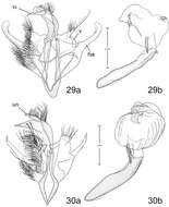 Imagem de Paectes longiformis Pogue 2012