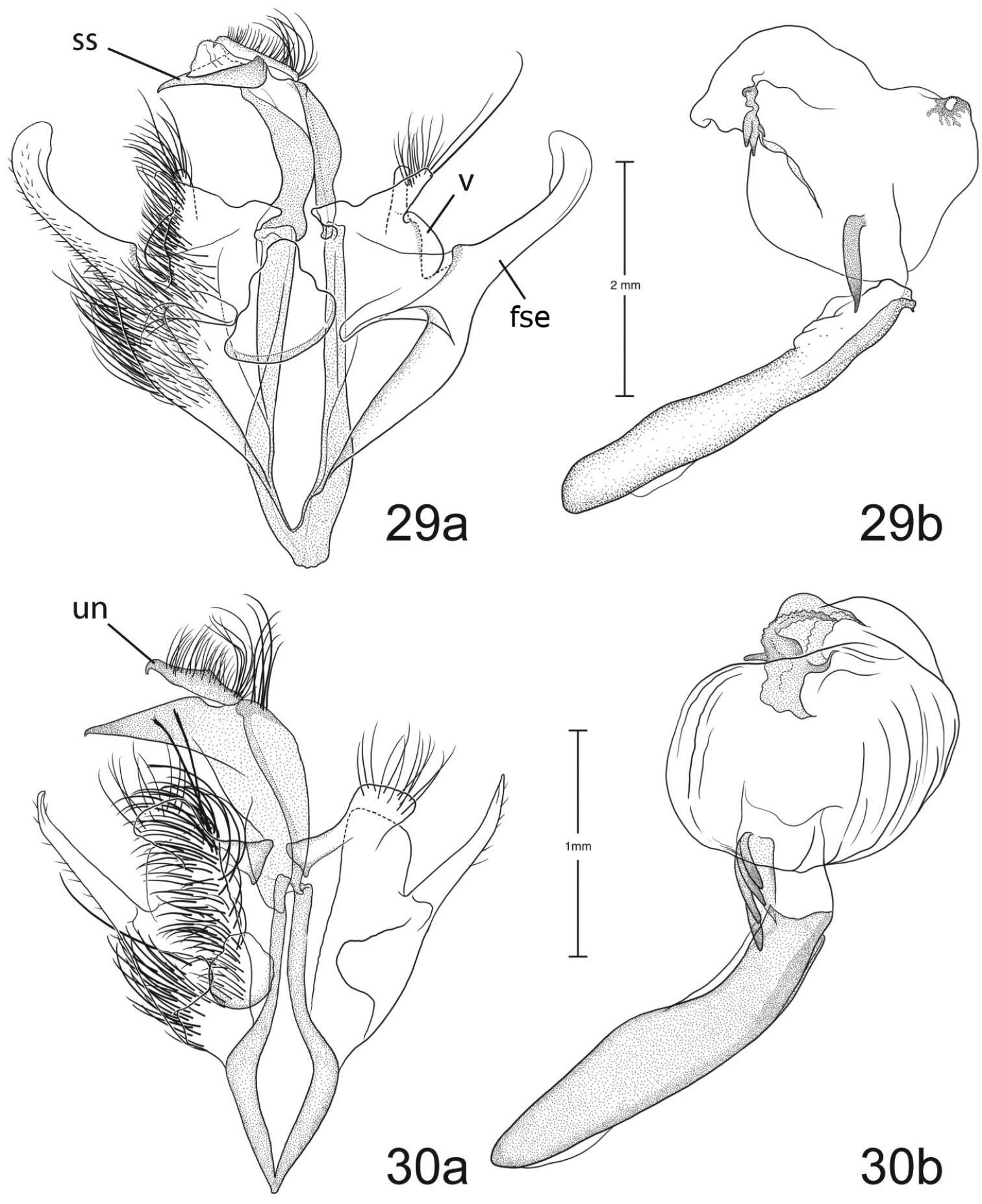 Paectes longiformis Pogue 2012的圖片