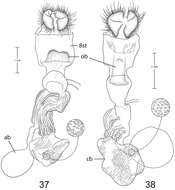 Imagem de Paectes longiformis Pogue 2012