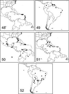 Imagem de Paectes longiformis Pogue 2012