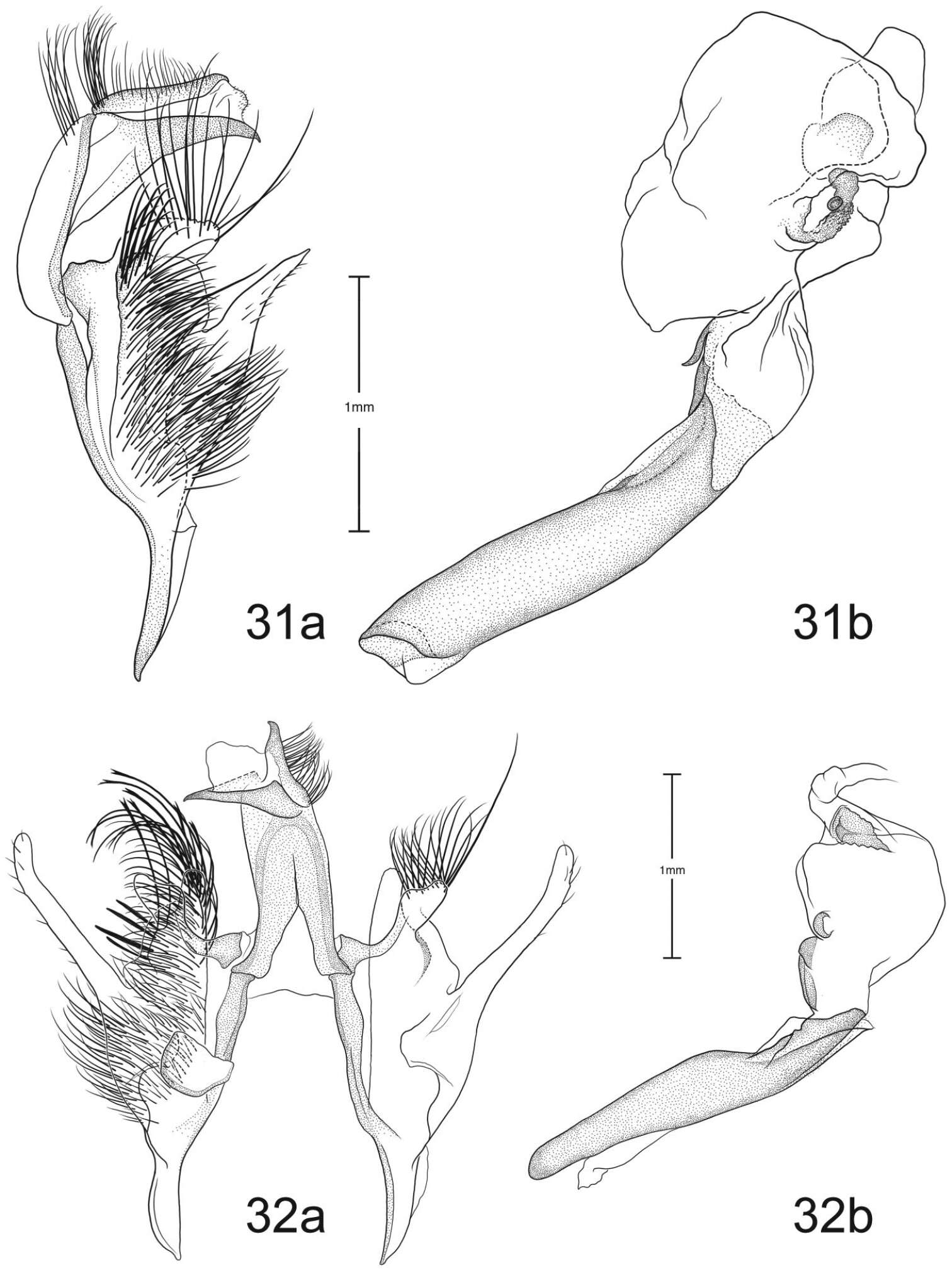 Imagem de Paectes similis Pogue