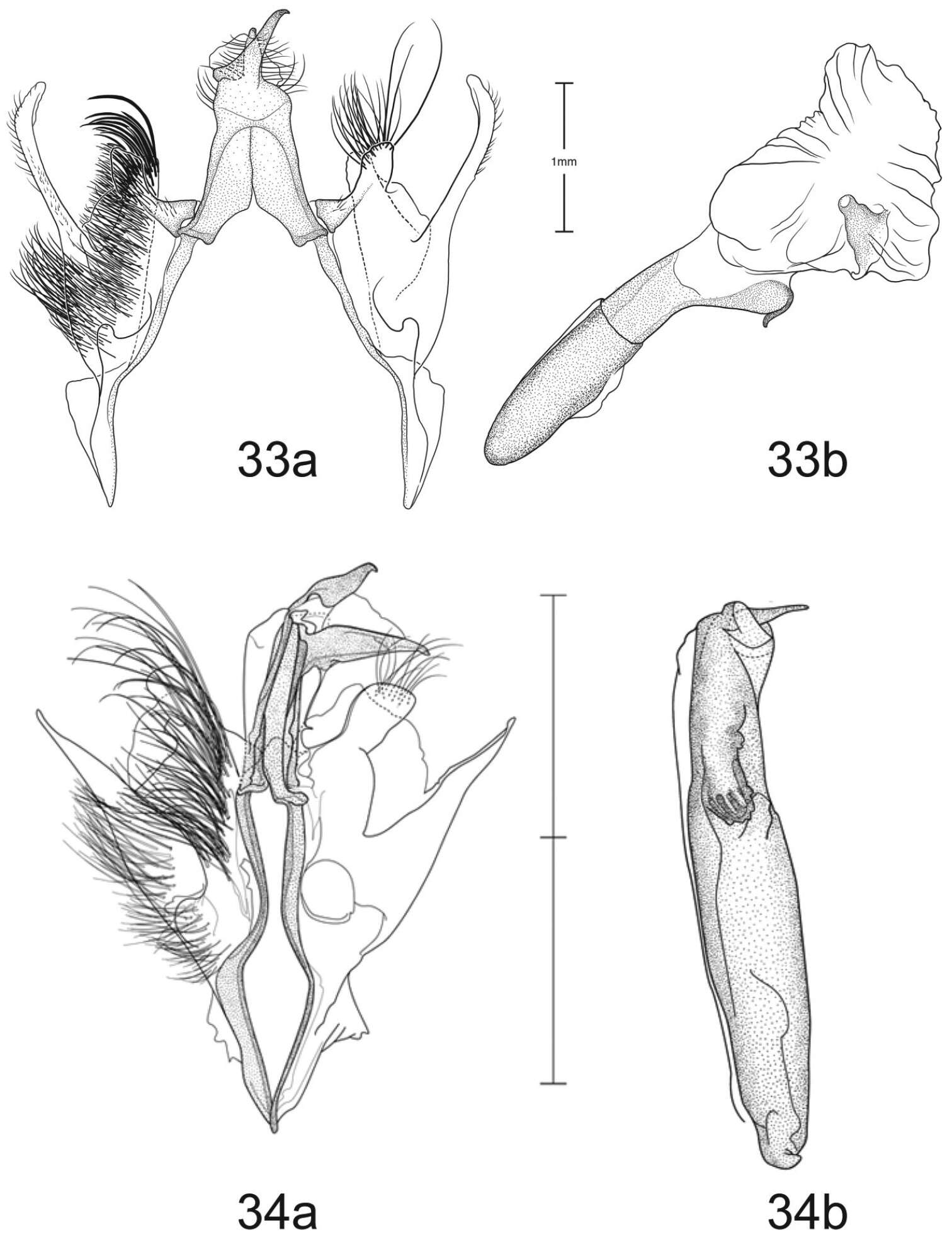 Paectes medialba Pogue的圖片