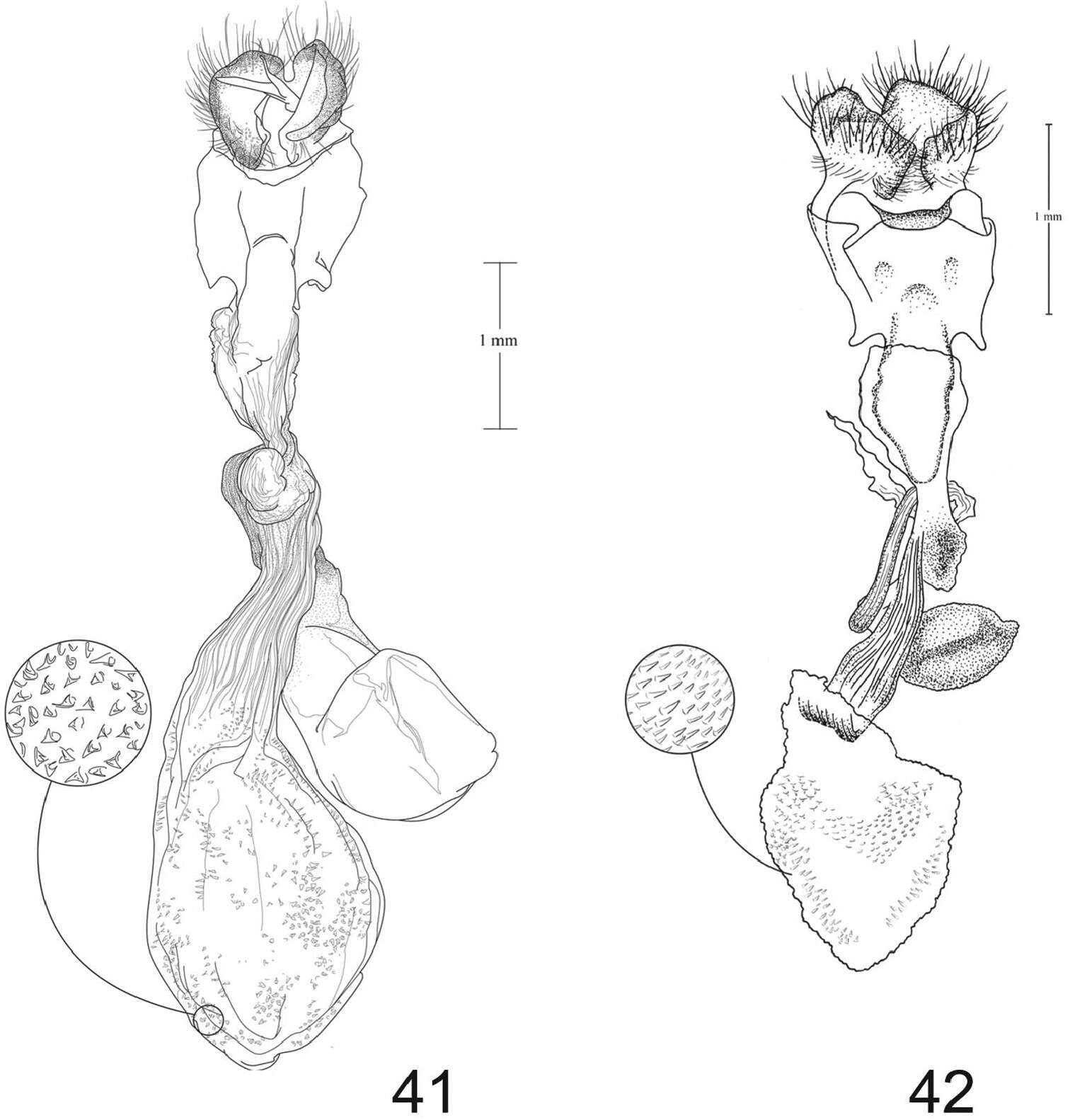 Paectes sinuosa Pogue的圖片