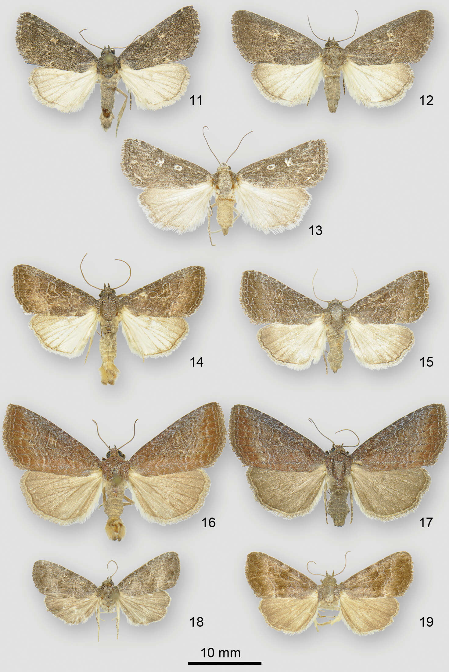 Image of <i>Ogdoconta fergusoni</i> Metzler & Lafontaine 2013