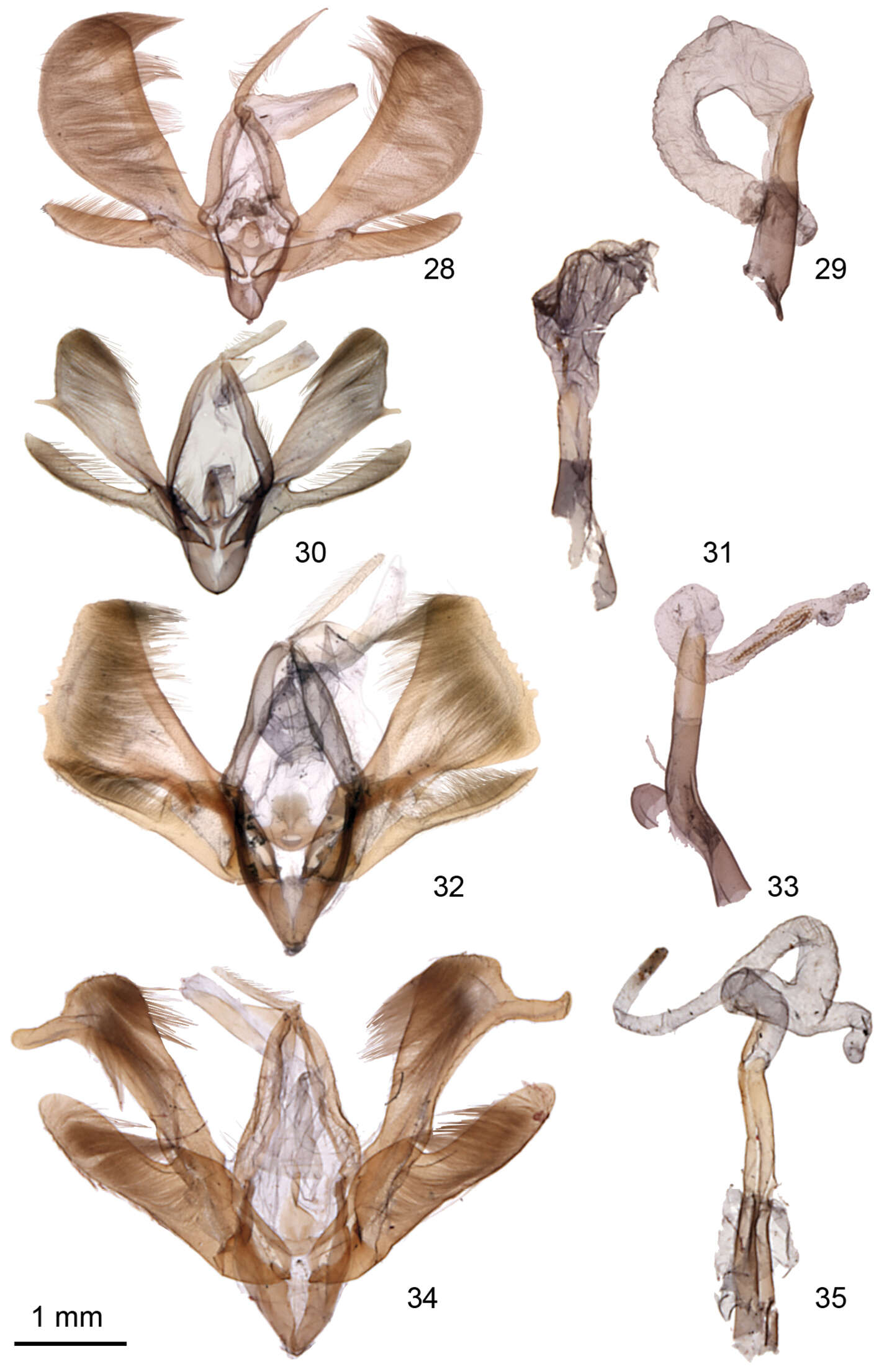 Image of <i>Ogdoconta rufipenna</i> Metzler, Knudson & Poole 2013