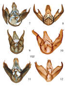 Image de Lophocampa Harris 1841