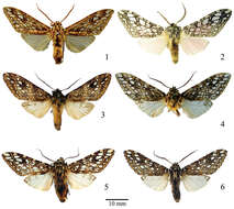 Lophocampa hyalinipuncta Rothschild 1909 resmi