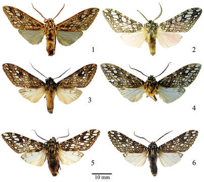 Image of Lophocampa hyalinipuncta Rothschild 1909