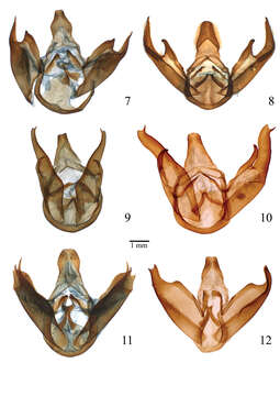 Imagem de Lophocampa hyalinipuncta Rothschild 1909