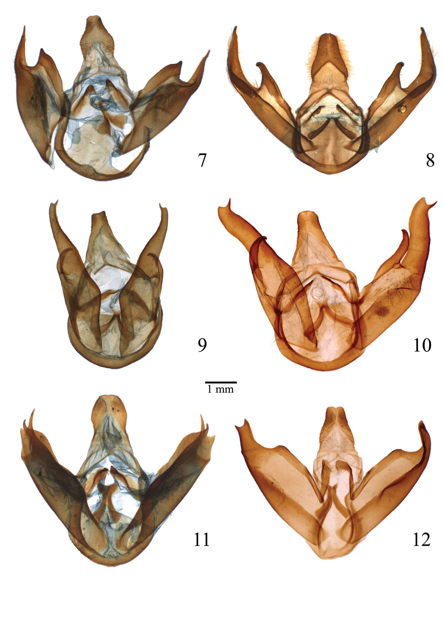 Lophocampa hyalinipuncta Rothschild 1909 resmi