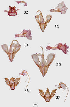 Image of <i>Cycnia oregonensis tristis</i> Crabo (2013)