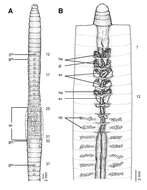 Image de Glyphidrilus fluviatilis Rao 1922