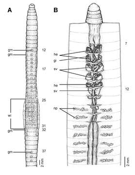 Image of Glyphidrilus fluviatilis Rao 1922