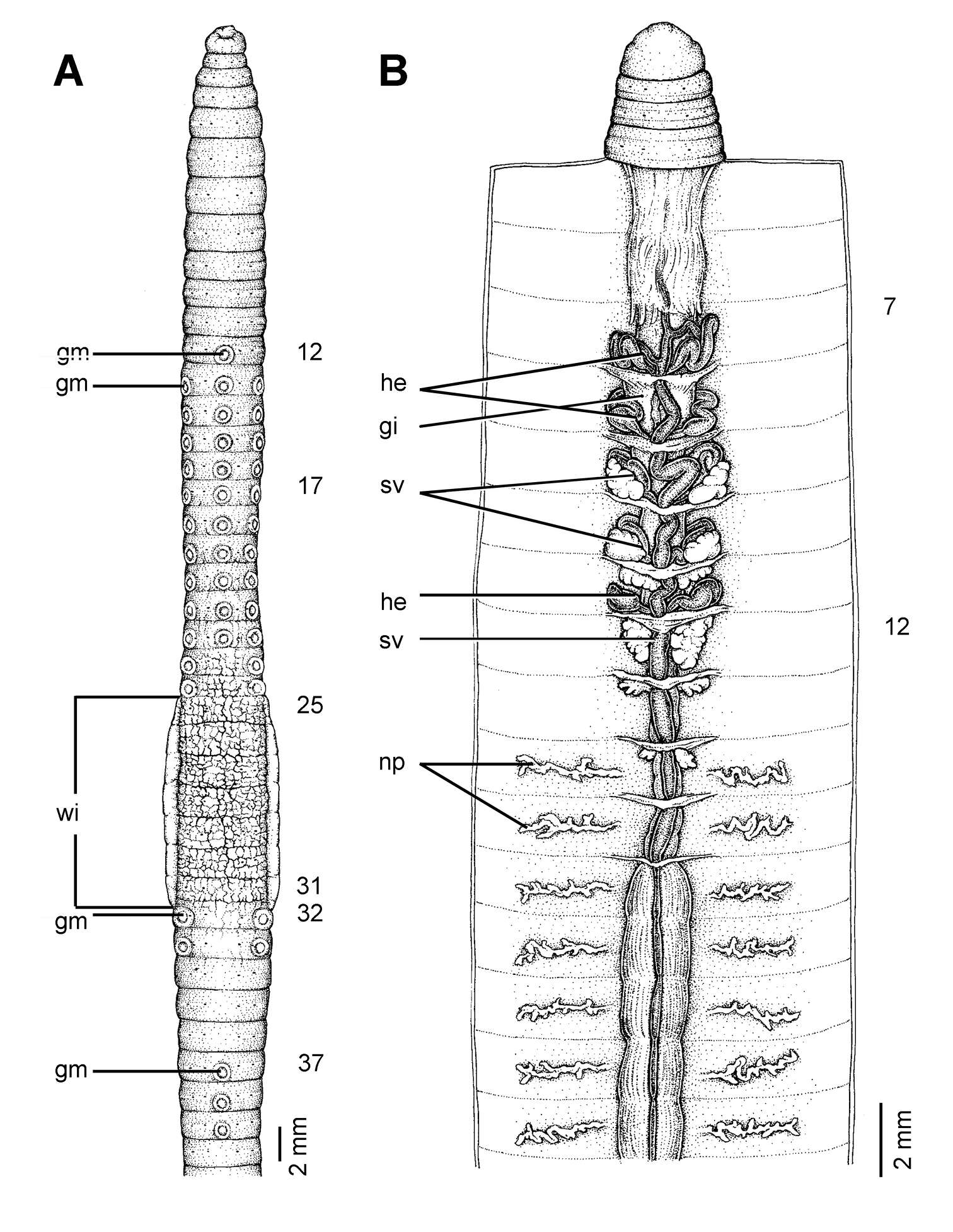 Image de Glyphidrilus fluviatilis Rao 1922