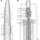 Image of Glyphidrilus elegans Rao 1922