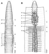 Image of Glyphidrilus elegans Rao 1922