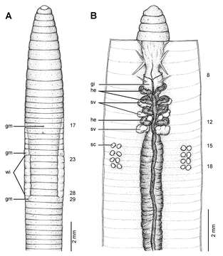 Image of Glyphidrilus horsti Stephenson 1930