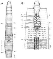 Sivun Glyphidrilus stuhlmanni morogoronensis Zicsi 1897 kuva