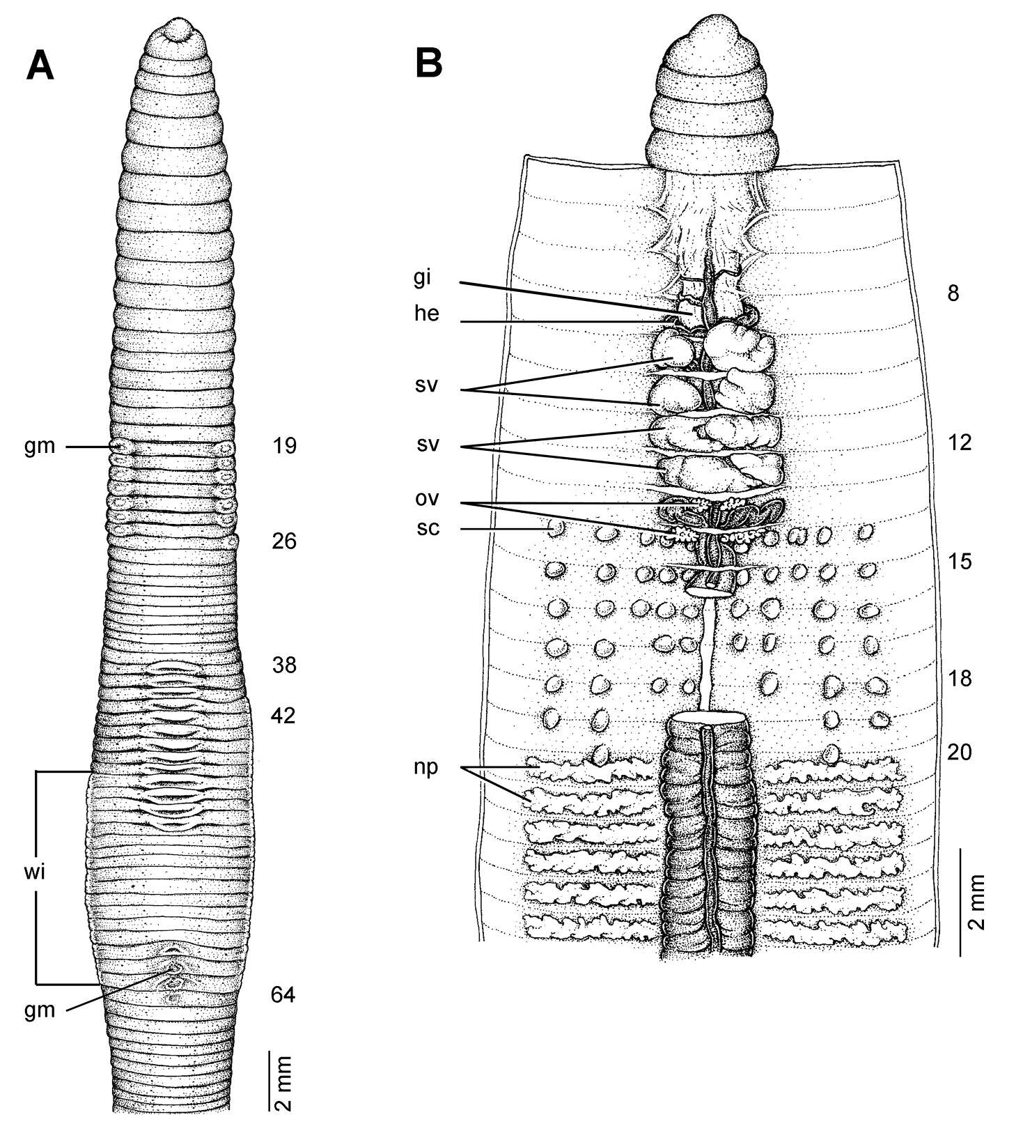 Image de Glyphidrilus stuhlmanni morogoronensis Zicsi 1897