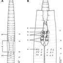 Image of Glyphidrilus gatesi Shen & Yeo 2005