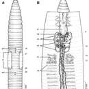 Image of Glyphidrilus singaporensis Shen & Yeo 2005