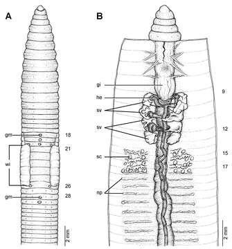 Image of Glyphidrilus singaporensis Shen & Yeo 2005