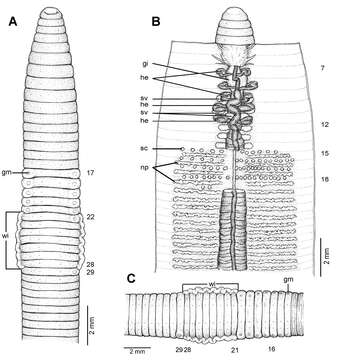 Image of Glyphidrilus borealis Chanabun & Panha 2013