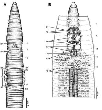 Image of Glyphidrilus vangthongensis Chanabun & Panha 2013