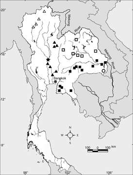 Image of Glyphidrilus vangthongensis Chanabun & Panha 2013