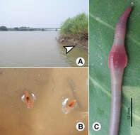 Image of Glyphidrilus chaophraya Chanabun & Panha 2013