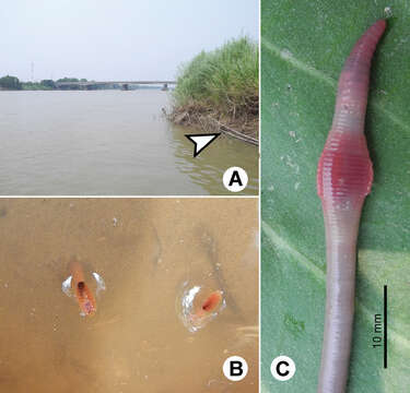 Image of Glyphidrilus chaophraya Chanabun & Panha 2013