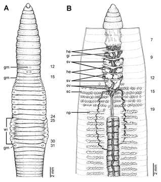 Image of Glyphidrilus chiensis Chanabun & Panha 2013