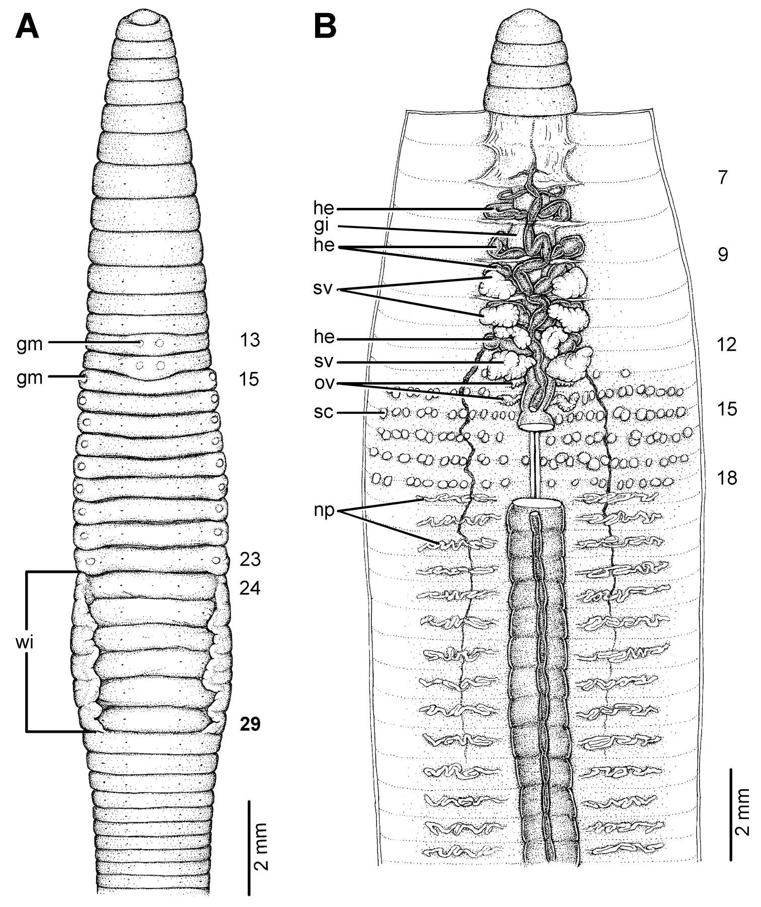 Image of Glyphidrilus quadratus Chanabun & Panha 2013