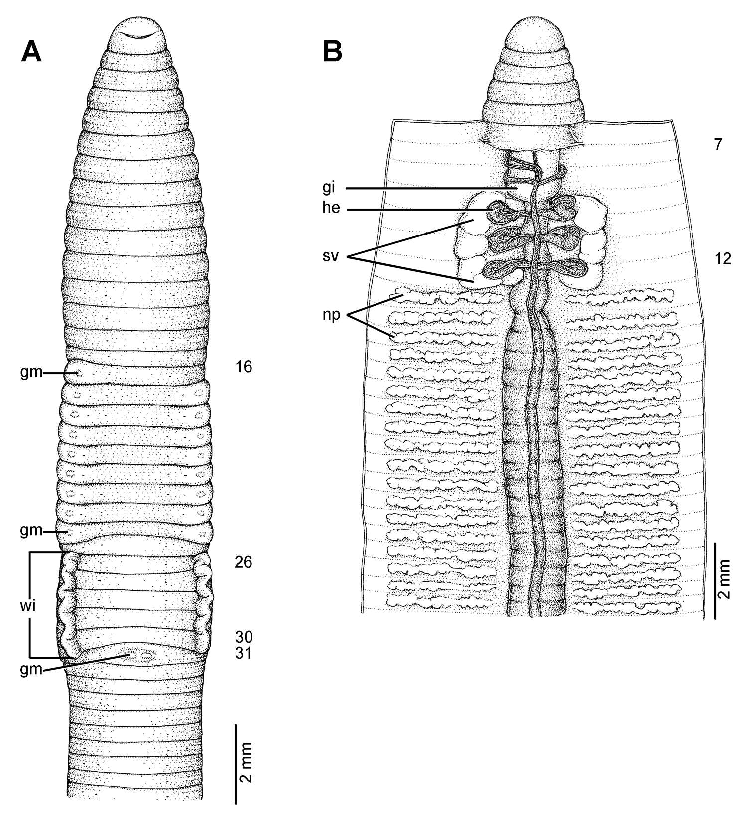 Image of Glyphidrilus huailuangensis Chanabun & Panha 2013