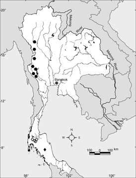 Image of Glyphidrilus wararamensis Chanabun & Panha 2013