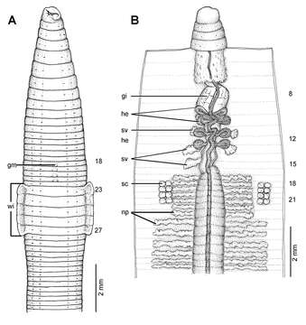 Image of Glyphidrilus trangensis Chanabun & Panha 2013