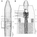 Image of Glyphidrilus kratuensis Chanabun & Panha 2013