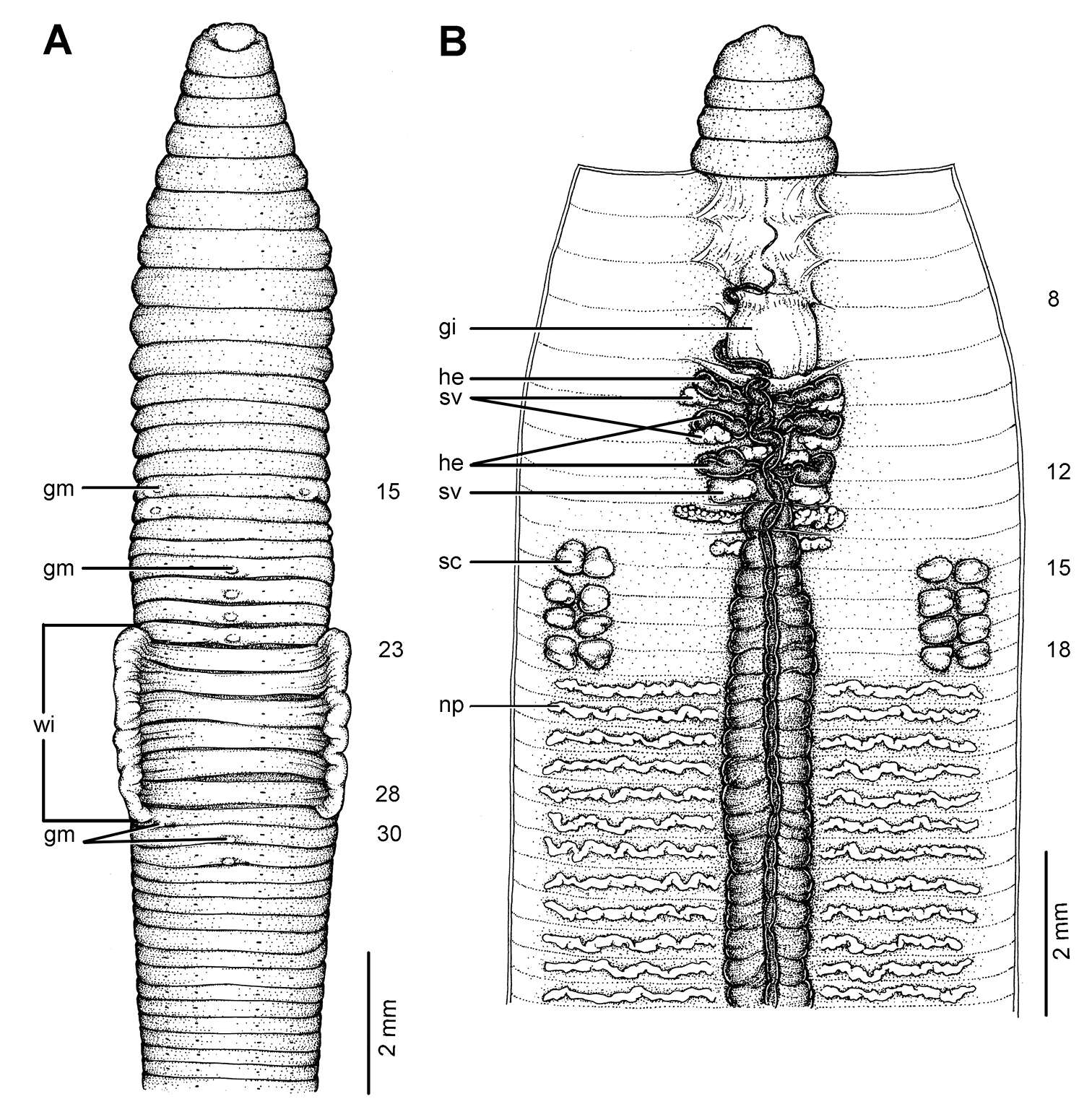 Image of Glyphidrilus kratuensis Chanabun & Panha 2013