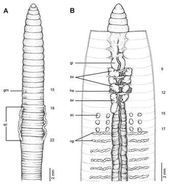 Image of Glyphidrilus malayanus Michaelsen 1902