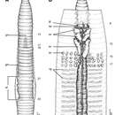 Image of Glyphidrilus annandalei Michaelsen 1910