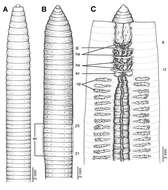 Image of Glyphidrilus annandalei Michaelsen 1910