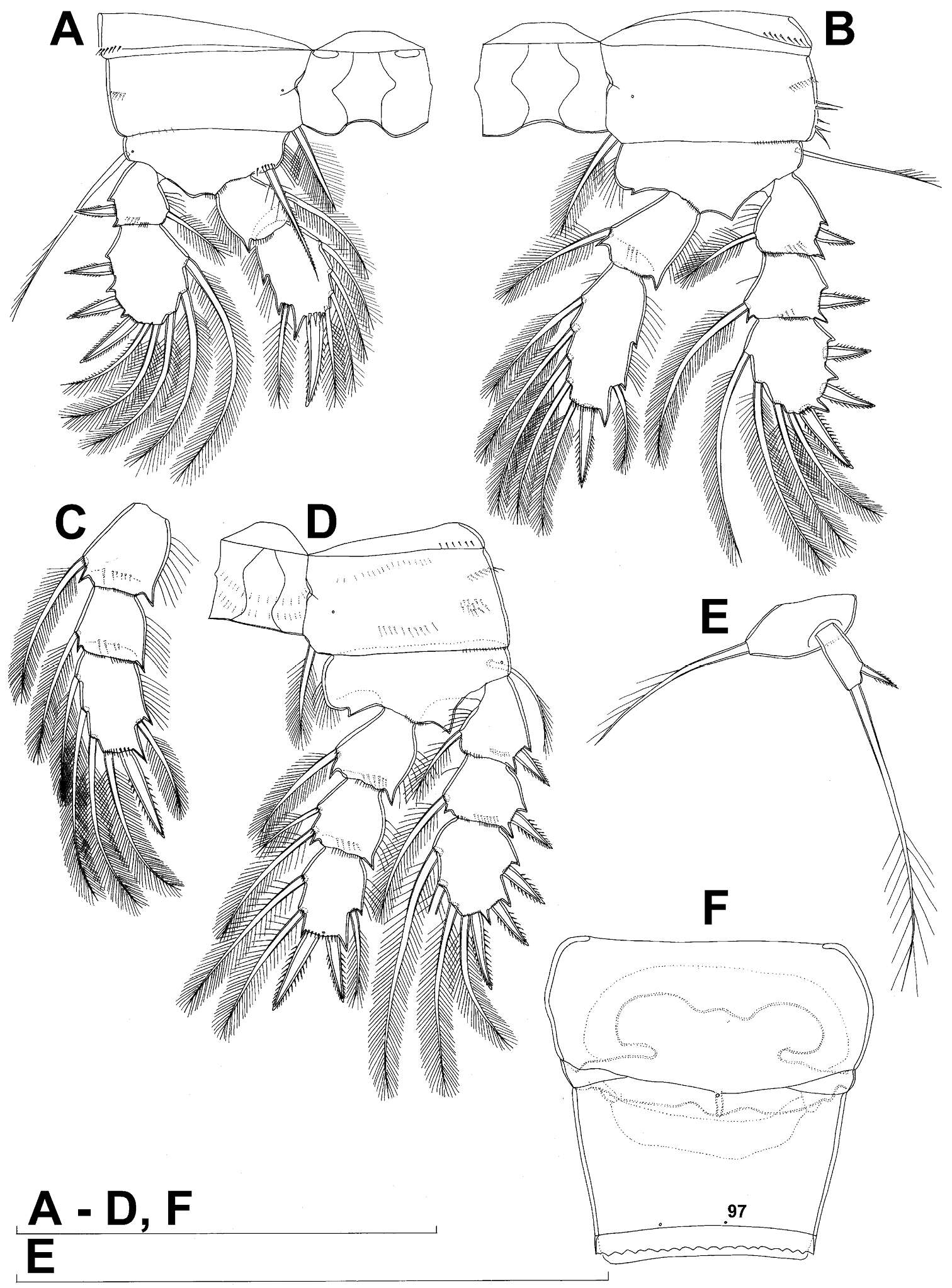 Image of Hexanauplia