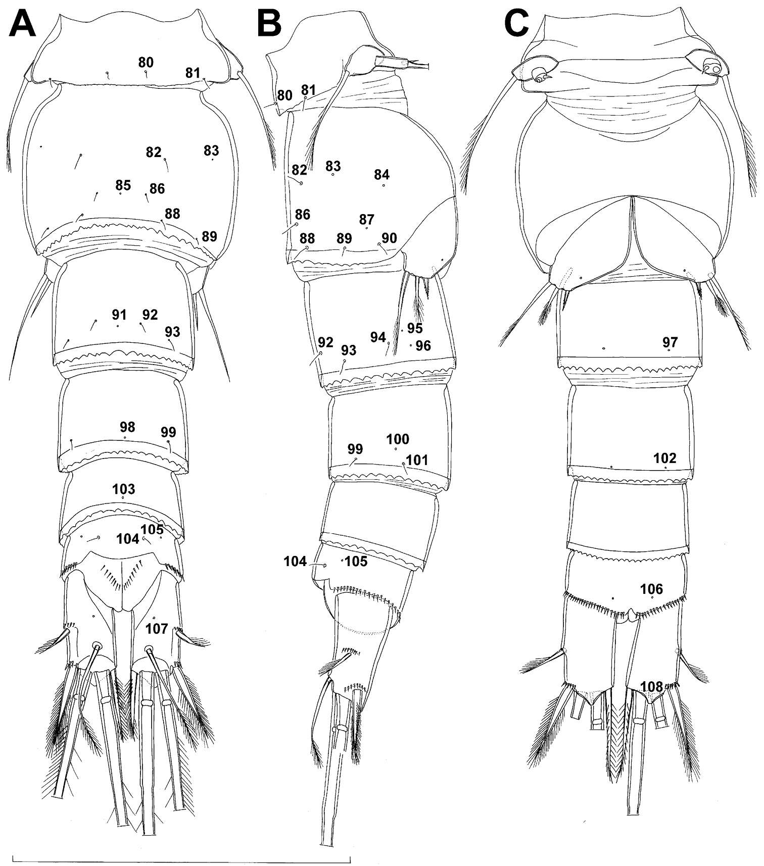 Image de Hexanauplia