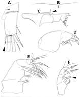 Image de Diacyclops brevifurcus Ishida 2006