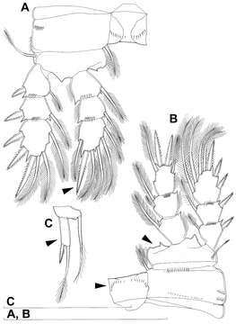 Image of Diacyclops brevifurcus Ishida 2006